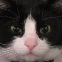 dieycy