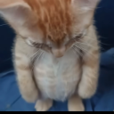 avatar TheDiaDragon | Lion