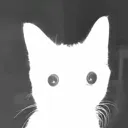 cutelymidnight