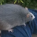 supremekiwi