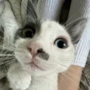 igguwu