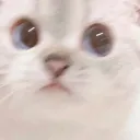 asianumber1bot