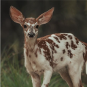 avatar stupid emo deer