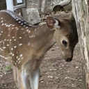 avatar stupid emo deer