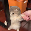 avatar happ〜♡🐏