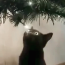 avatar #1 Painvsz and Catalyst Fan