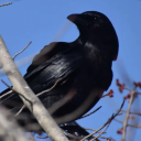 avatar crazy bird now in 3d