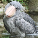 avatar crazy bird now in 3d