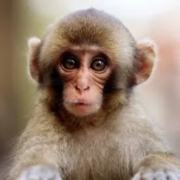 kid_m0nkeyのアバター