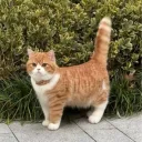 kittkingdom