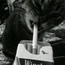 strwbrry.lunatix
