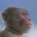 fluffy_squirrel