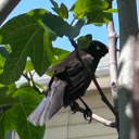 avatar LEStaro04 🇨🇺