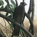 avatar LEStaro04 🇨🇺