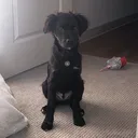 mr.charminclean