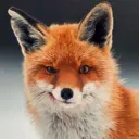 azurefox7