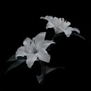 _phong._