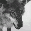wolvenchant