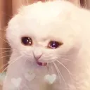 kolove