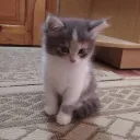 Аватар artemst9319