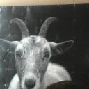 goat4ever