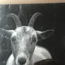 goat4ever