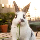 cryptorabbit2360