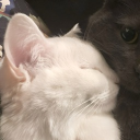 avatar ᴸᴵᵛᴵ𓃠♡