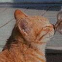 avatar ᴸᴵᵛᴵ𓃠♡