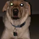 ihaveemergencyplshelp