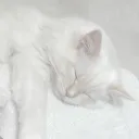 za_hemi