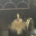sexyenragedhumanyeet