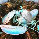lobsteremperor