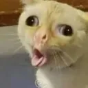 mohji.