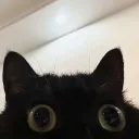 wazex