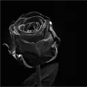 blackrose1054
