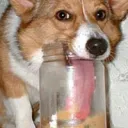 retardedcorgi2850