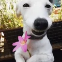 zadiest avatar