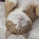 raecutie