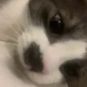 ali.mp4