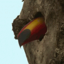 kisadika