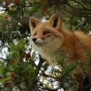 microfox_hd