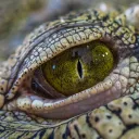 reptilianoverlords