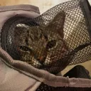 tabbi0cat