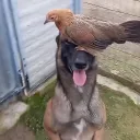 remdaaawg