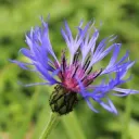 l.b.heuschkel