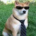 vihershunde