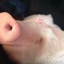 gospodsobaka