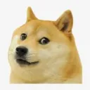 dogee6647