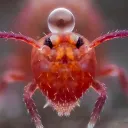 naturefold
